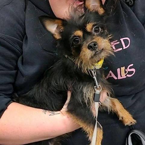 KoKo, a Adoptable mixed breed in Henderson, NV image 5/8