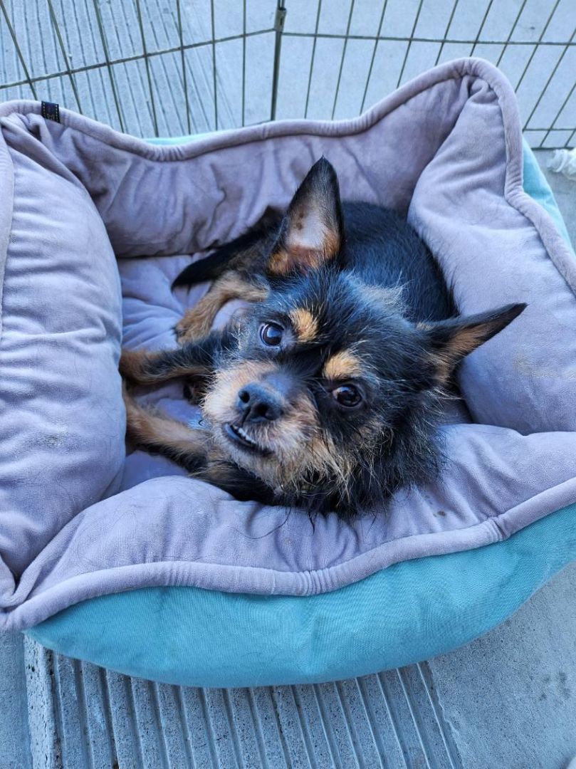 KoKo, a Adoptable mixed breed in Henderson, NV image 6/8