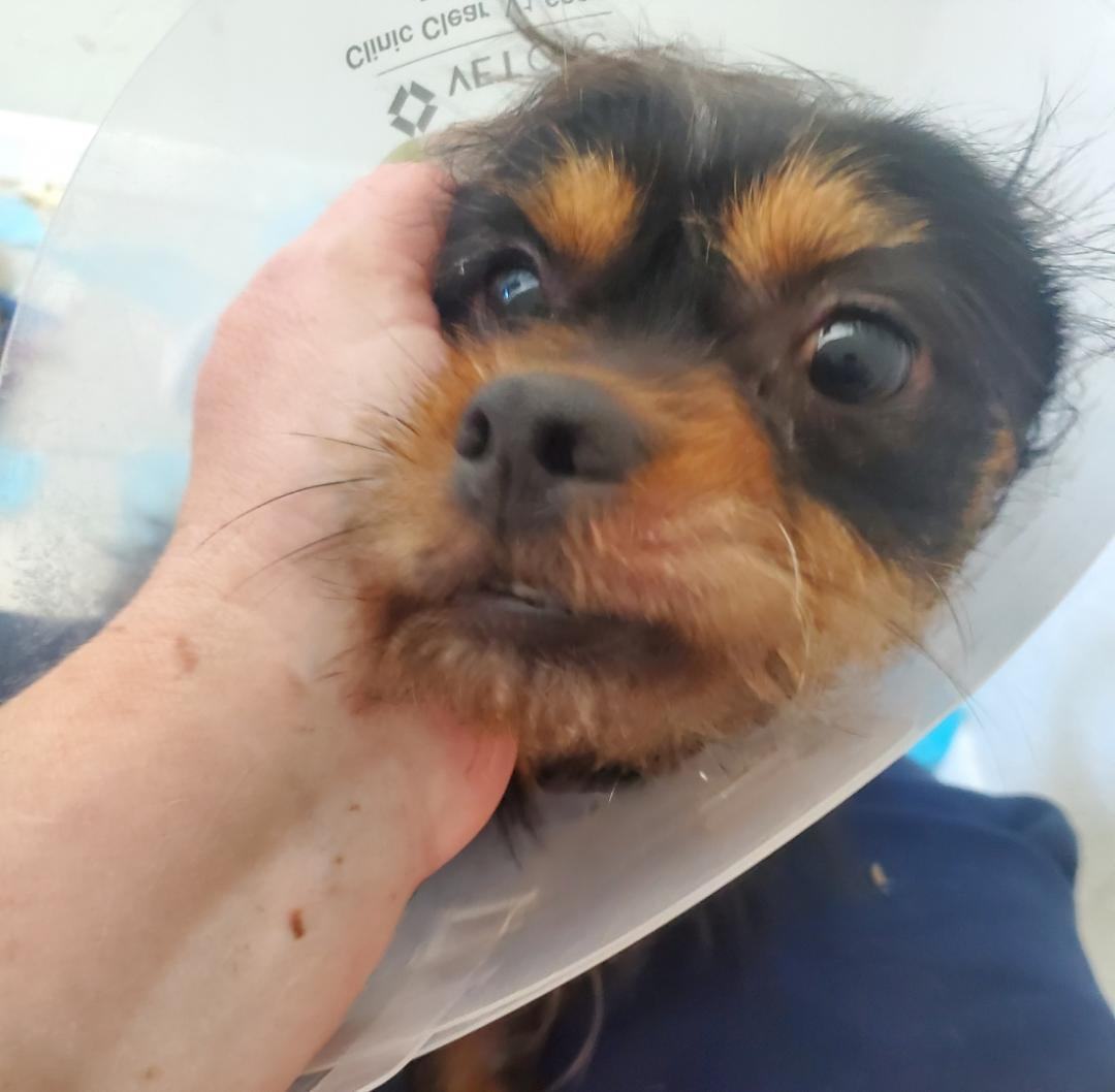 Enlarge KoKo, a Adoptable mixed breed in Henderson, NV image 8/8