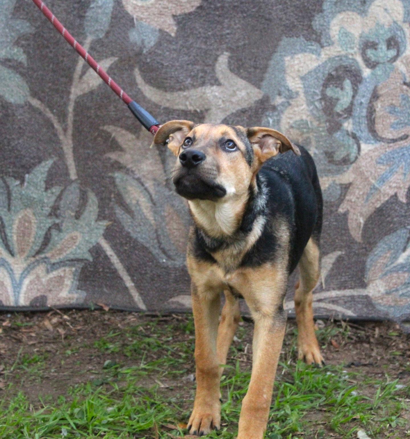 Enlarge Ranger-5month SWEETBOY Neuter Contract Required$75, a Adoptable German Shepherd Dog in Holly Hill, SC image 1/3