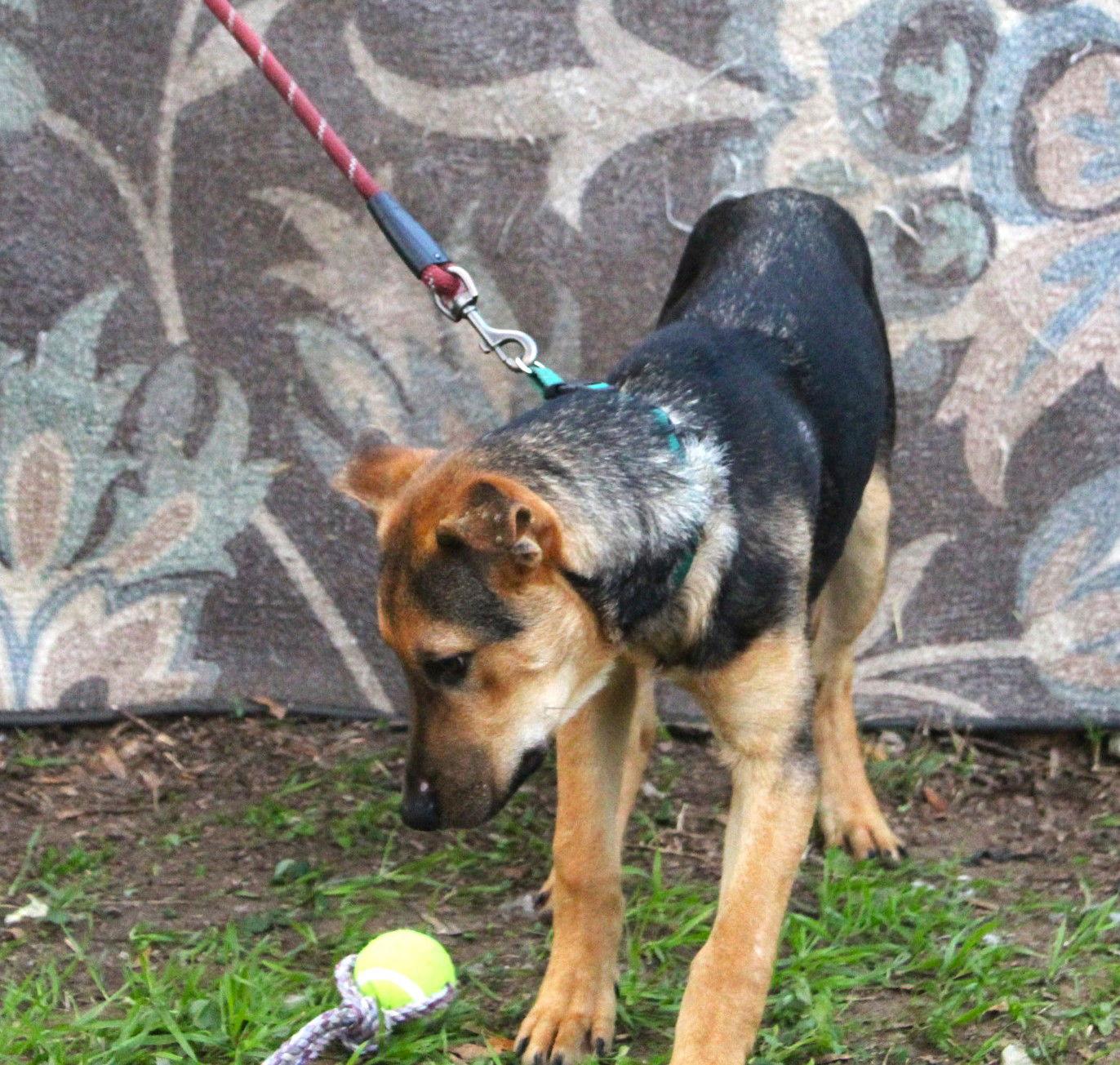 Enlarge Ranger-5month SWEETBOY Neuter Contract Required$75, a Adoptable German Shepherd Dog in Holly Hill, SC image 2/3