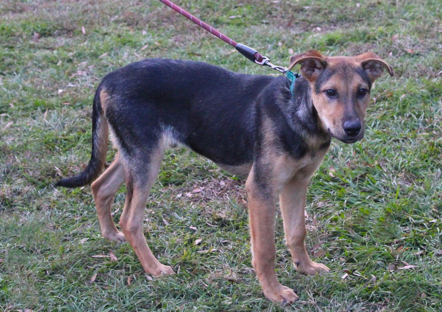 Enlarge Ranger-5month SWEETBOY Neuter Contract Required$75, a Adoptable German Shepherd Dog in Holly Hill, SC image 3/3