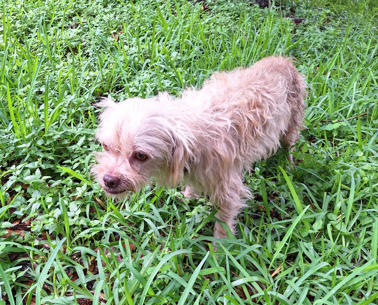 Enlarge Kabiro WA13911-T , a Adoptable mixed breed in Bellevue, WA image 3/6