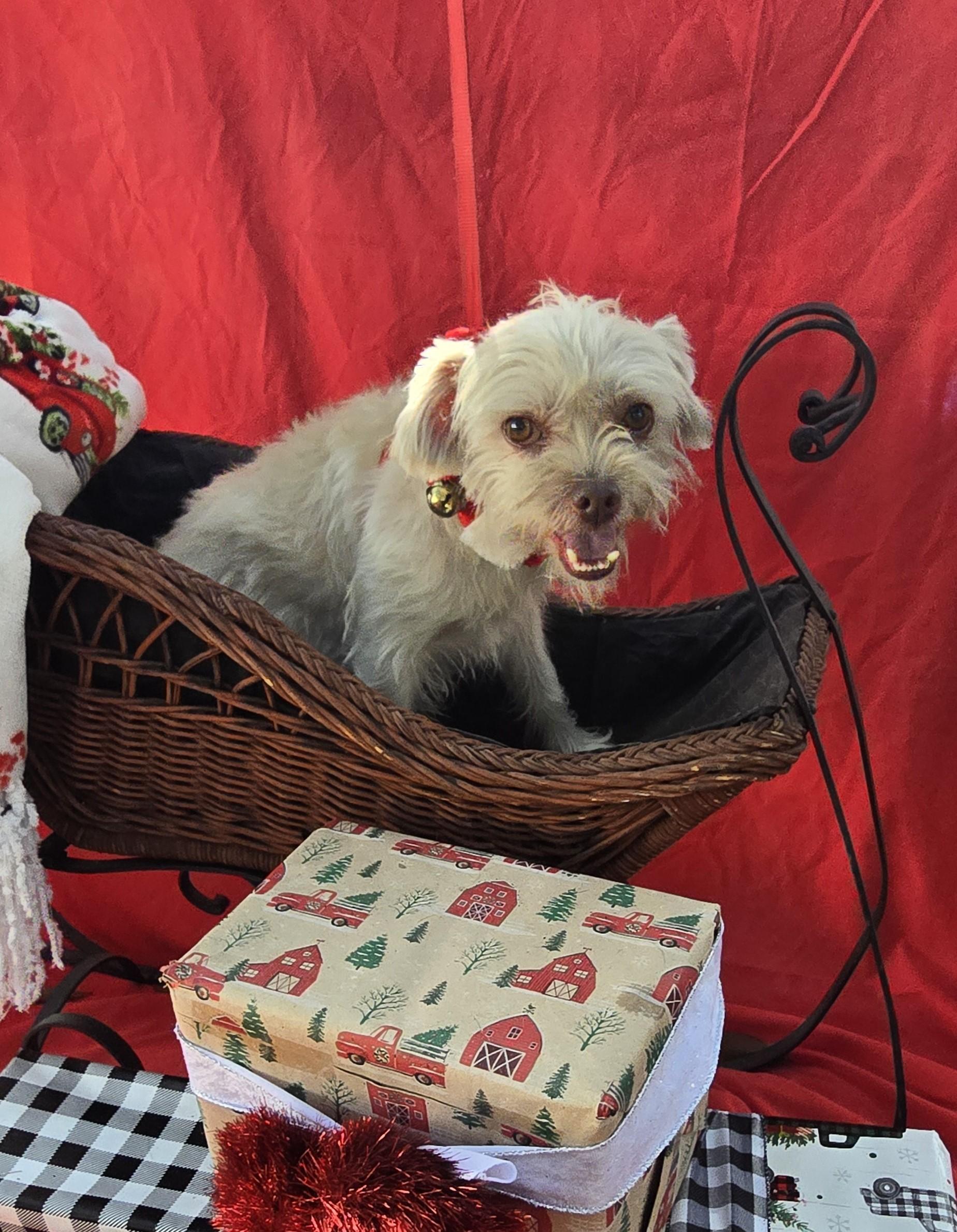 Kabiro WA13911-T , Adoptable, Adult Male Yorkshire Terrier & Shih Tzu.