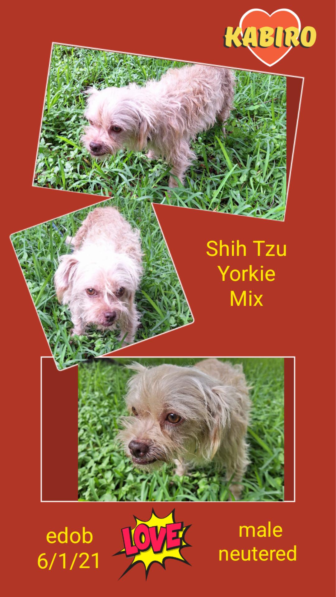 Enlarge Kabiro WA13911-T , a Adoptable mixed breed in Bellevue, WA image 6/6