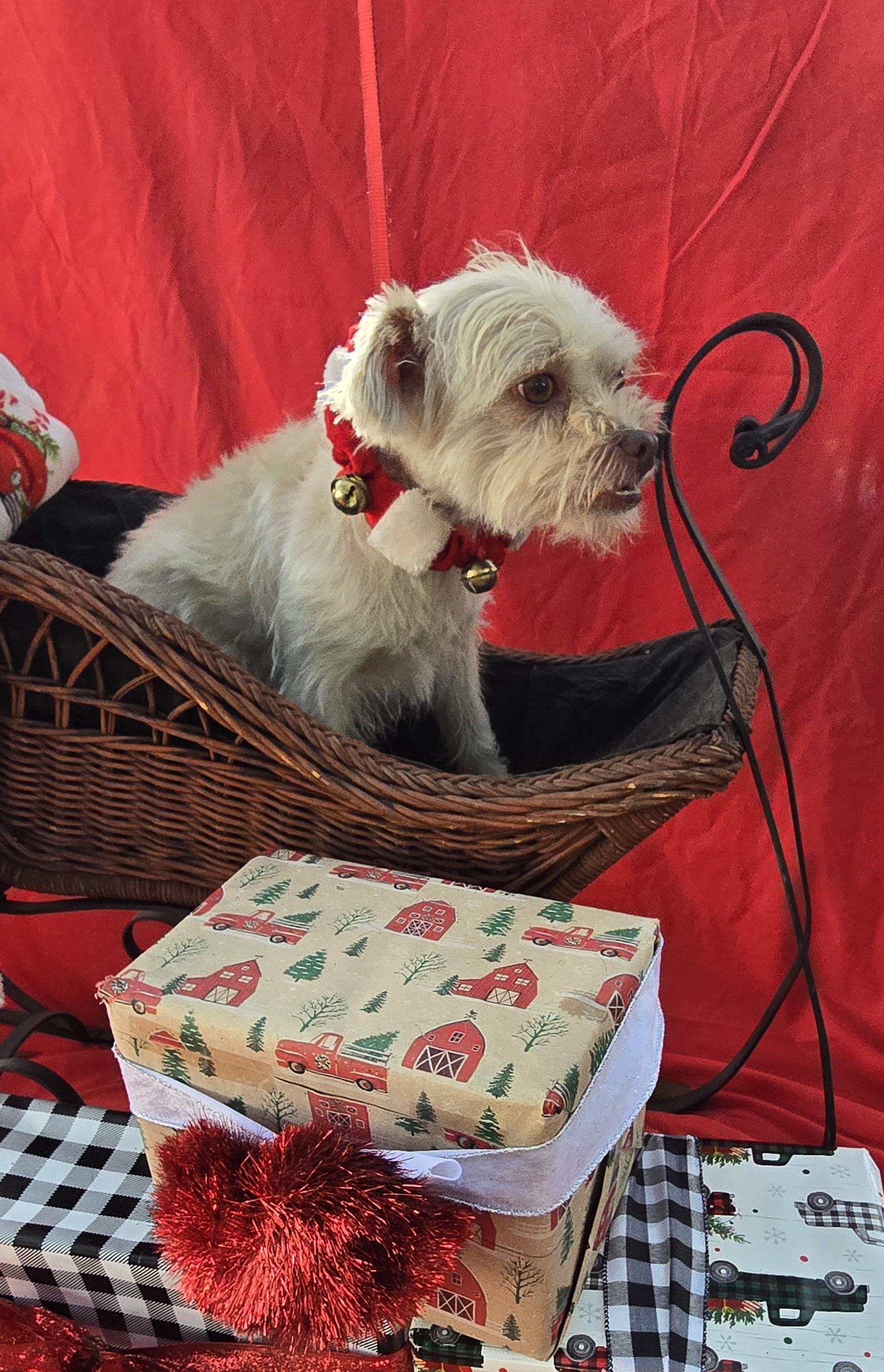 Enlarge Kabiro WA13911-T , a Adoptable mixed breed in Bellevue, WA image 5/6