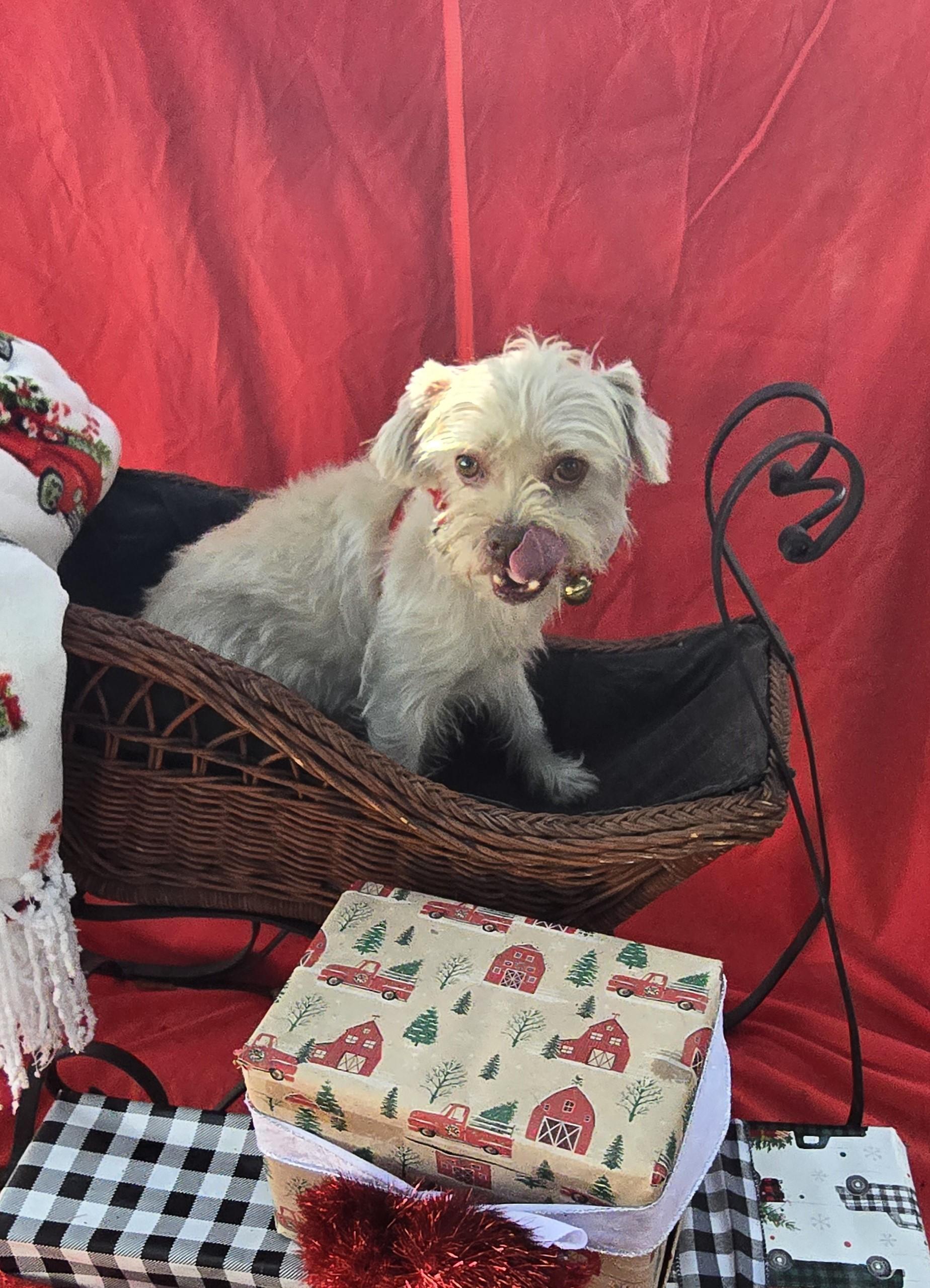 Enlarge Kabiro WA13911-T , a Adoptable mixed breed in Bellevue, WA image 4/6