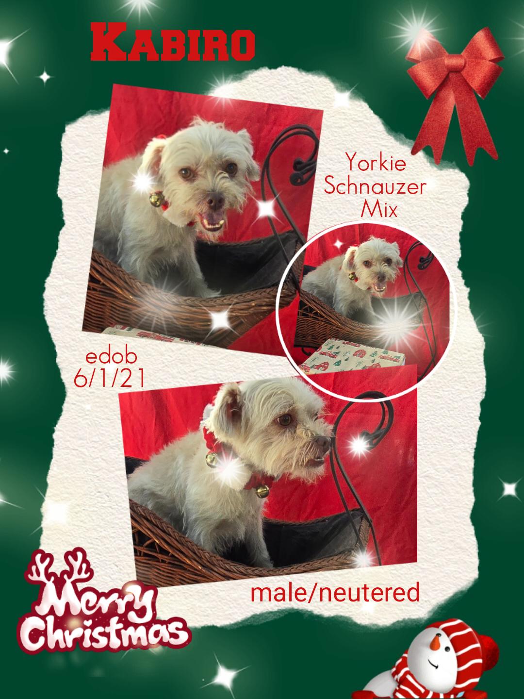 Enlarge Kabiro WA13911-T , a Adoptable mixed breed in Bellevue, WA image 2/6