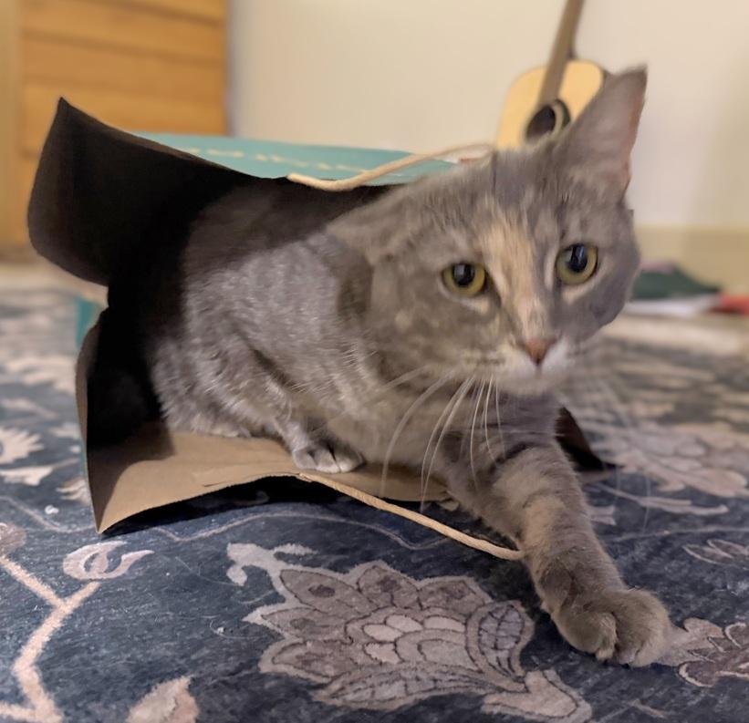 Enlarge Stormy (reduced adoption fee), a Adopted Domestic Short Hair in Melrose, MA image 4/6