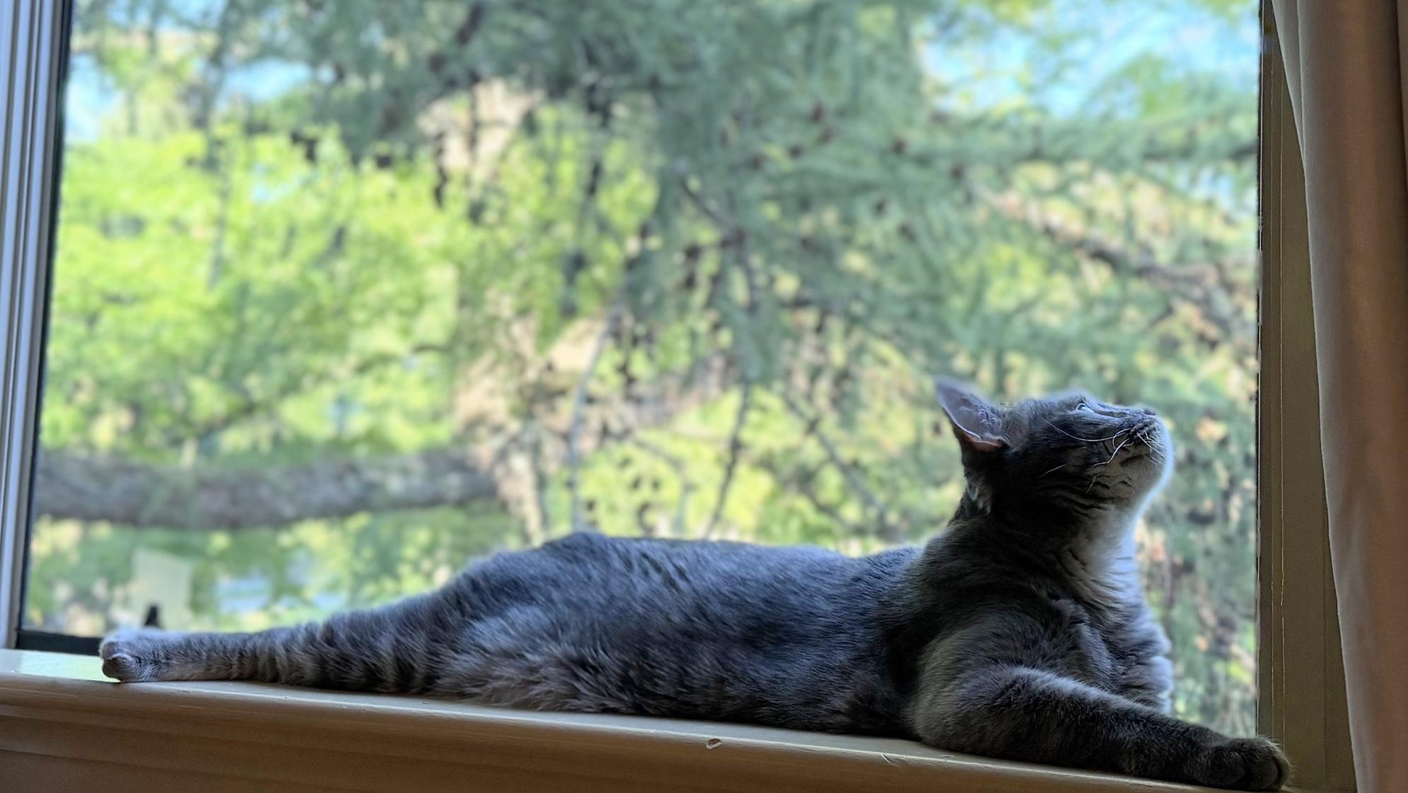 Enlarge Stormy (reduced adoption fee), a Adopted Domestic Short Hair in Melrose, MA image 2/6