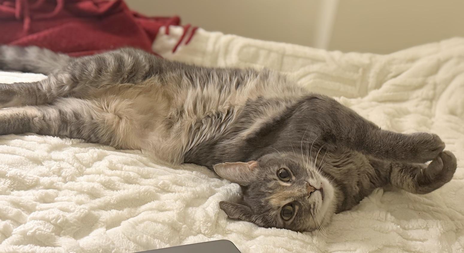 Enlarge Stormy (reduced adoption fee), a Adopted Domestic Short Hair in Melrose, MA image 3/6