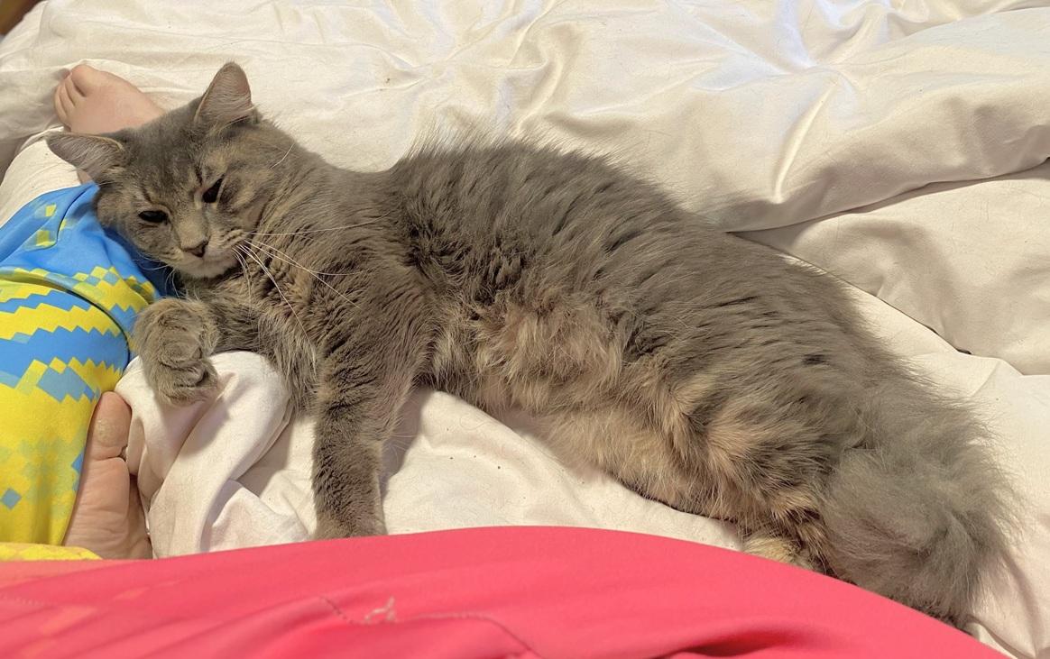 Enlarge Stormy (reduced adoption fee), a Adopted Domestic Short Hair in Melrose, MA image 6/6