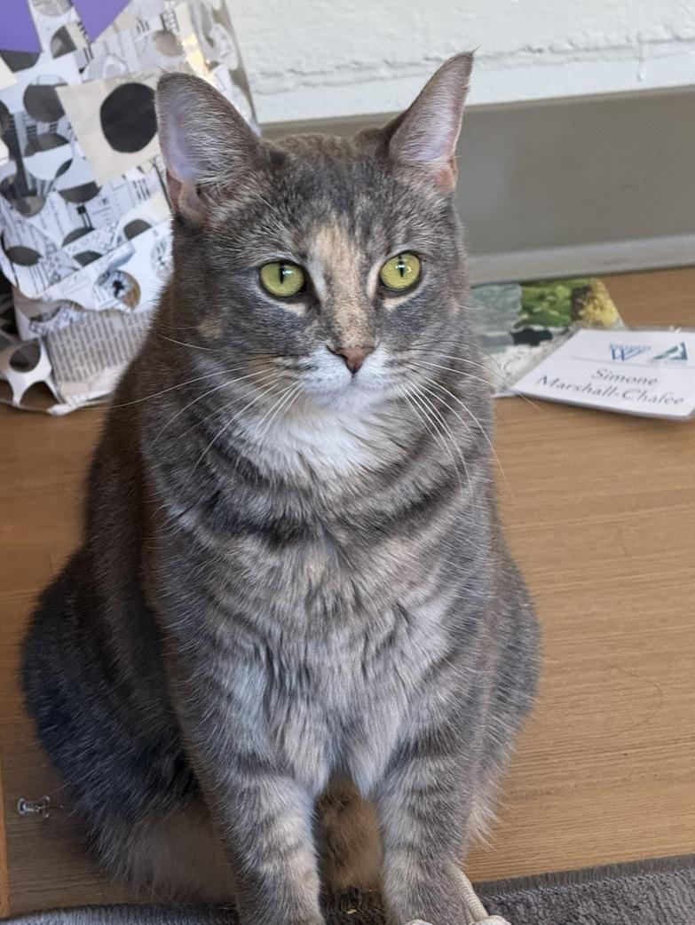 Enlarge Stormy (reduced adoption fee), a Adopted Domestic Short Hair in Melrose, MA image 5/6