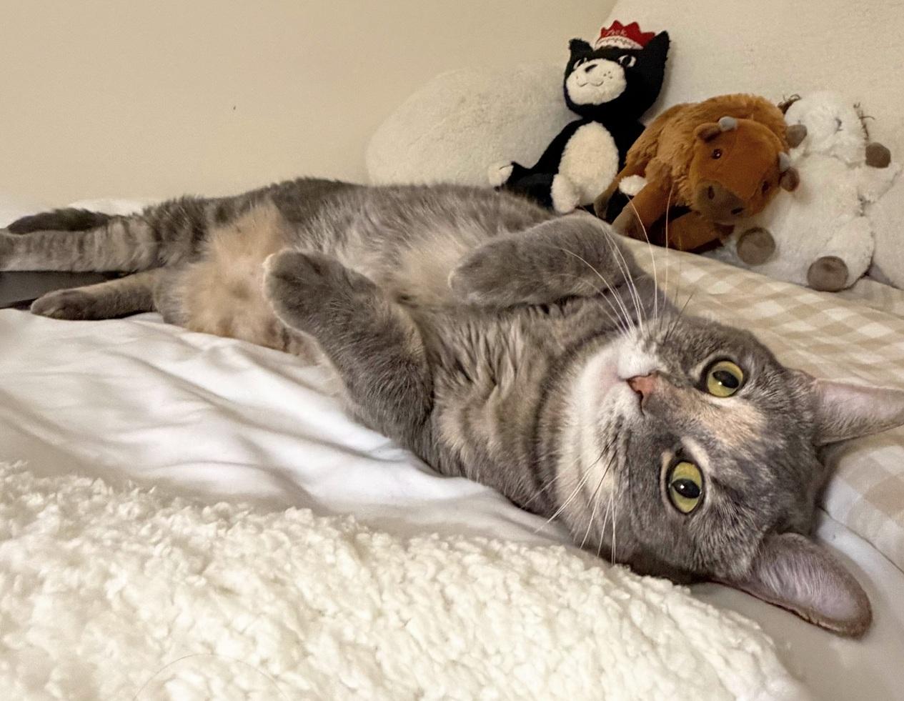 Stormy (reduced adoption fee), Adopted, Young Female Domestic Short Hair.