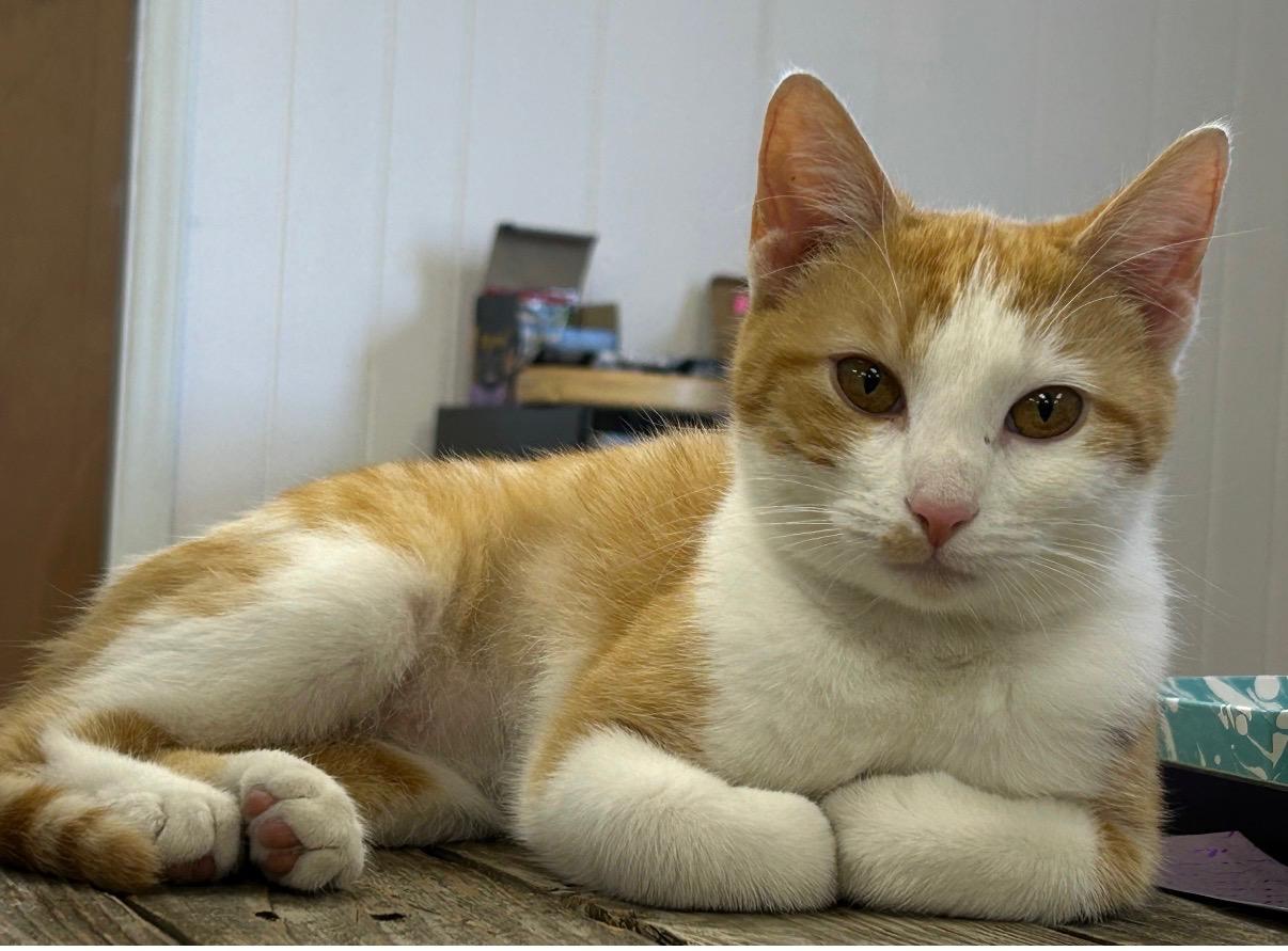 Enlarge Peaches , an adopted Domestic Short Hair in Johnson City, TN image 1/1