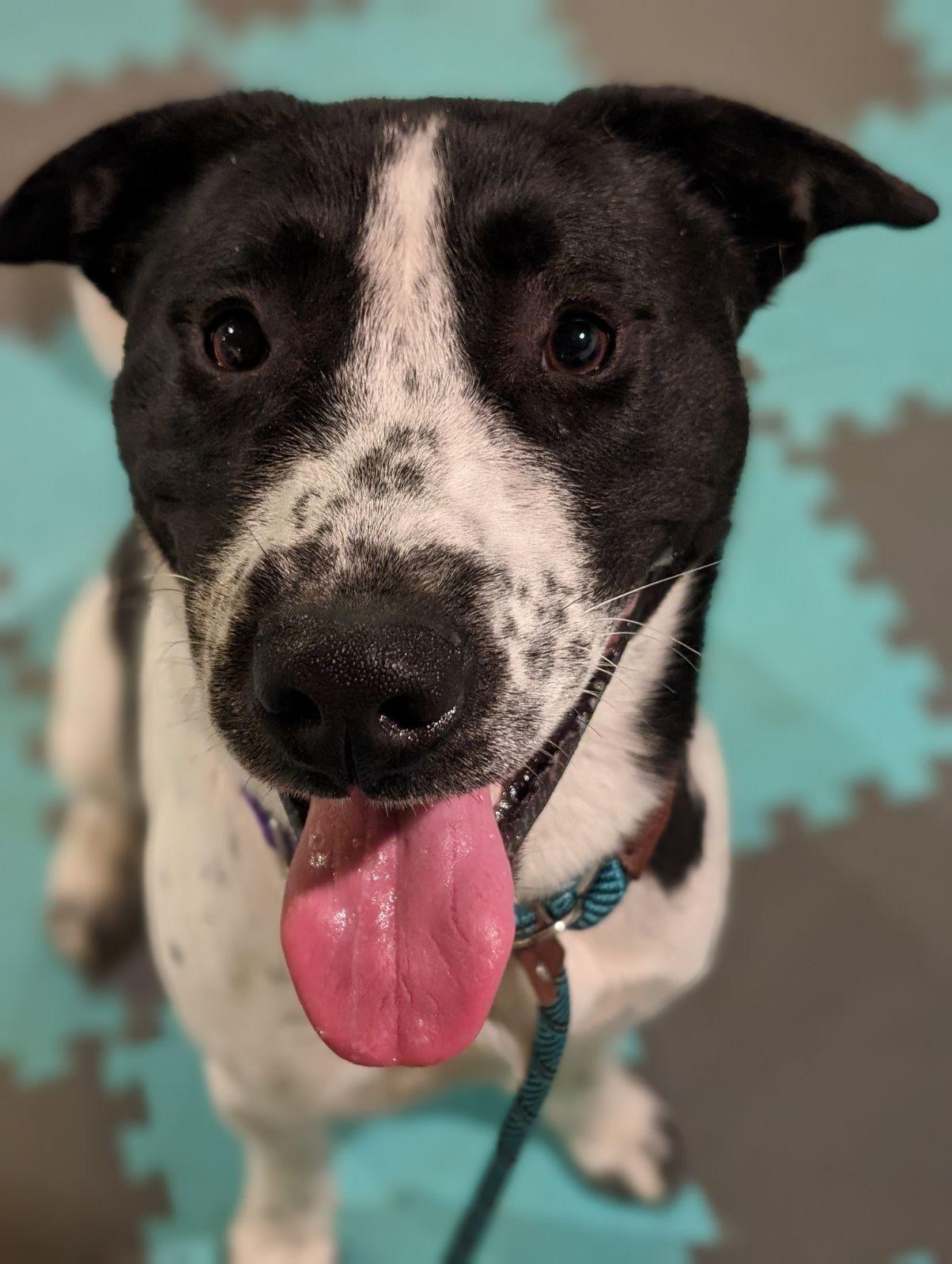 Hambone, Adoptable, Adult Male Cattle Dog & Husky.