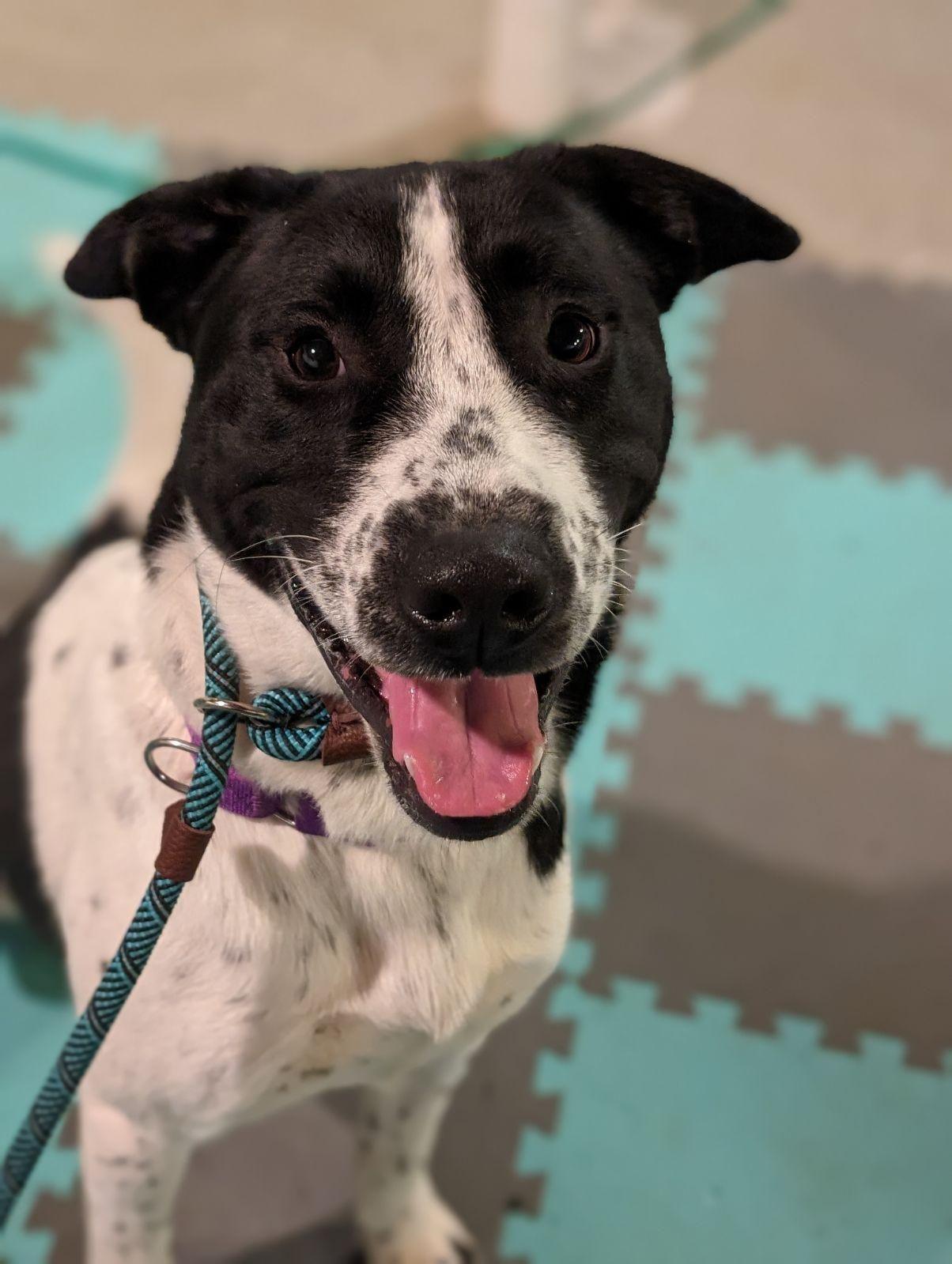 Enlarge Hambone, a Adoptable mixed breed in Mansfield Center, CT image 3/4