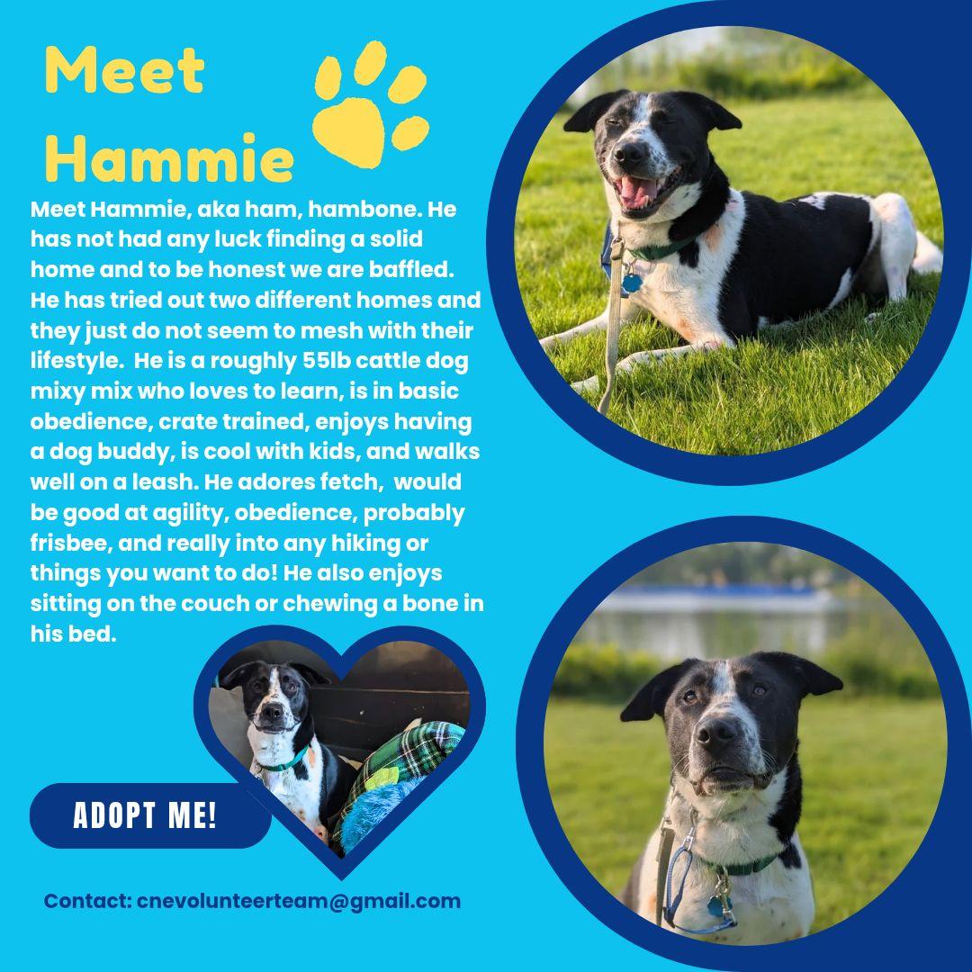 Enlarge Hambone, a Adoptable mixed breed in Mansfield Center, CT image 4/4