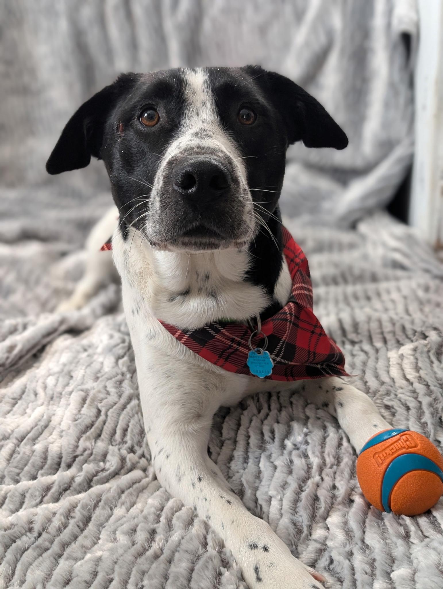 Enlarge Hambone, a Adoptable mixed breed in Mansfield Center, CT image 1/5