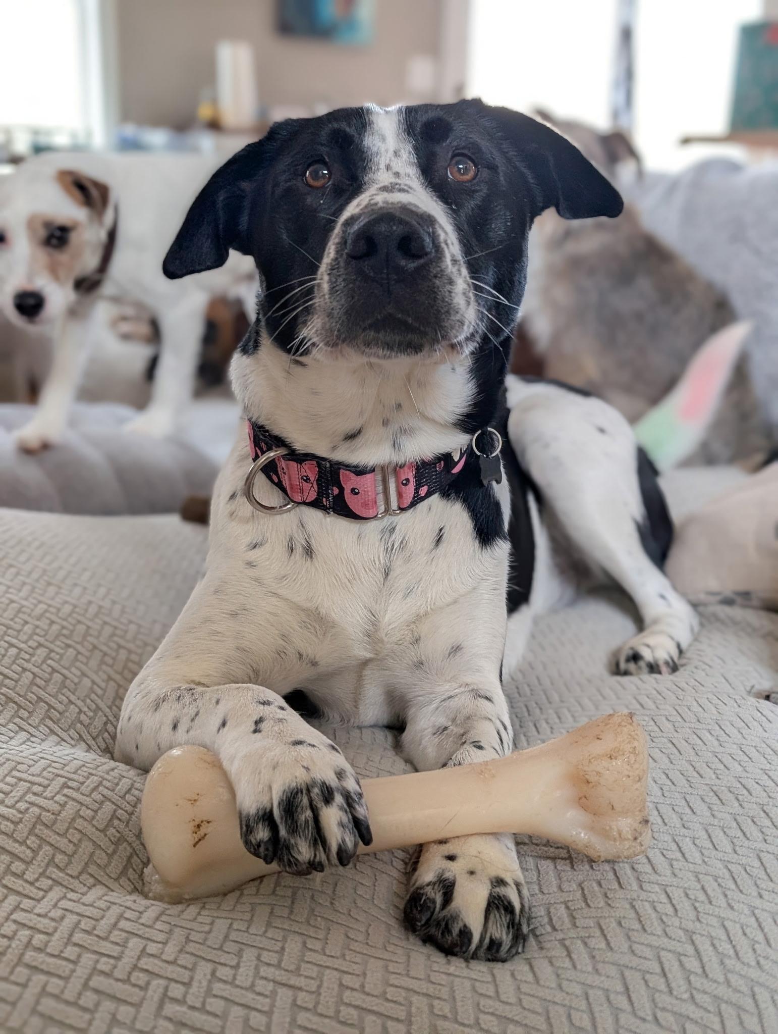 Enlarge Hambone, a Adoptable mixed breed in Mansfield Center, CT image 2/5