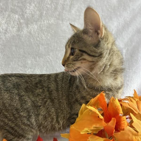 Enlarge Plum, a Adoptable Domestic Short Hair in Johnson City, TN image 2/4