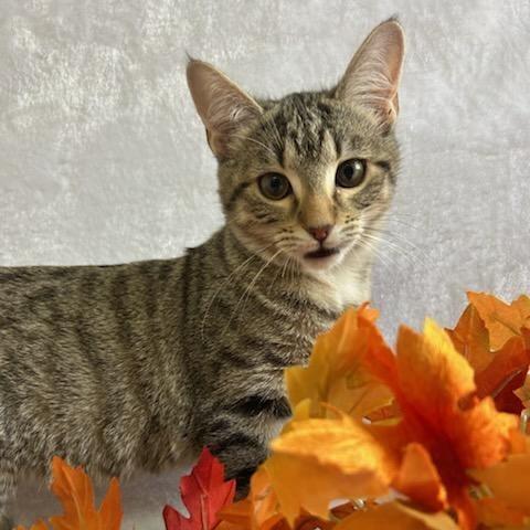 Enlarge Plum, a Adoptable Domestic Short Hair in Johnson City, TN image 4/4