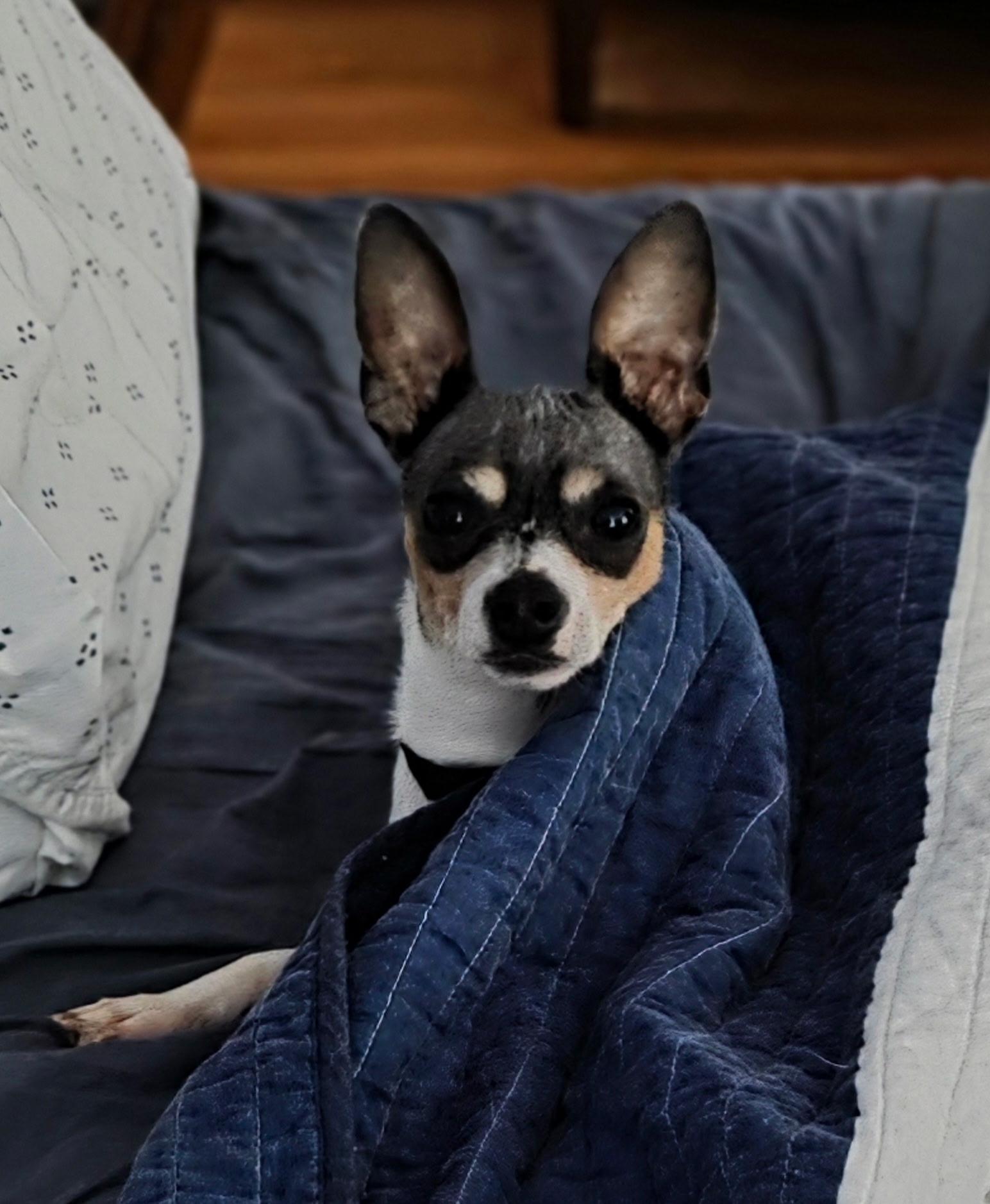 Huckleberry thumbnail 2