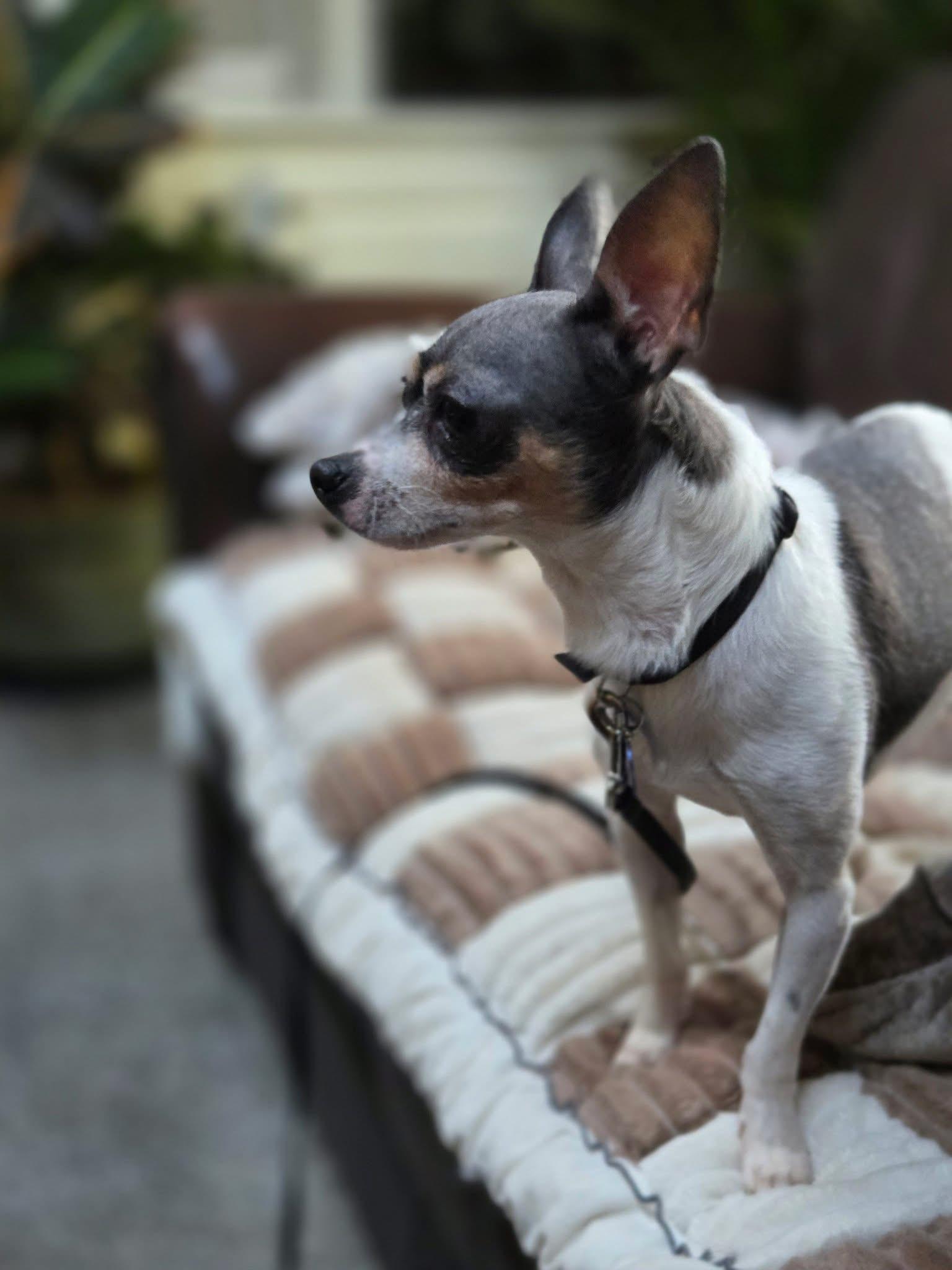 Huckleberry thumbnail 3