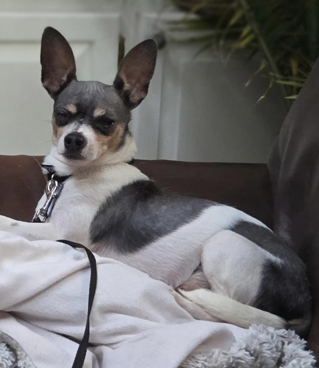 Huckleberry thumbnail 4