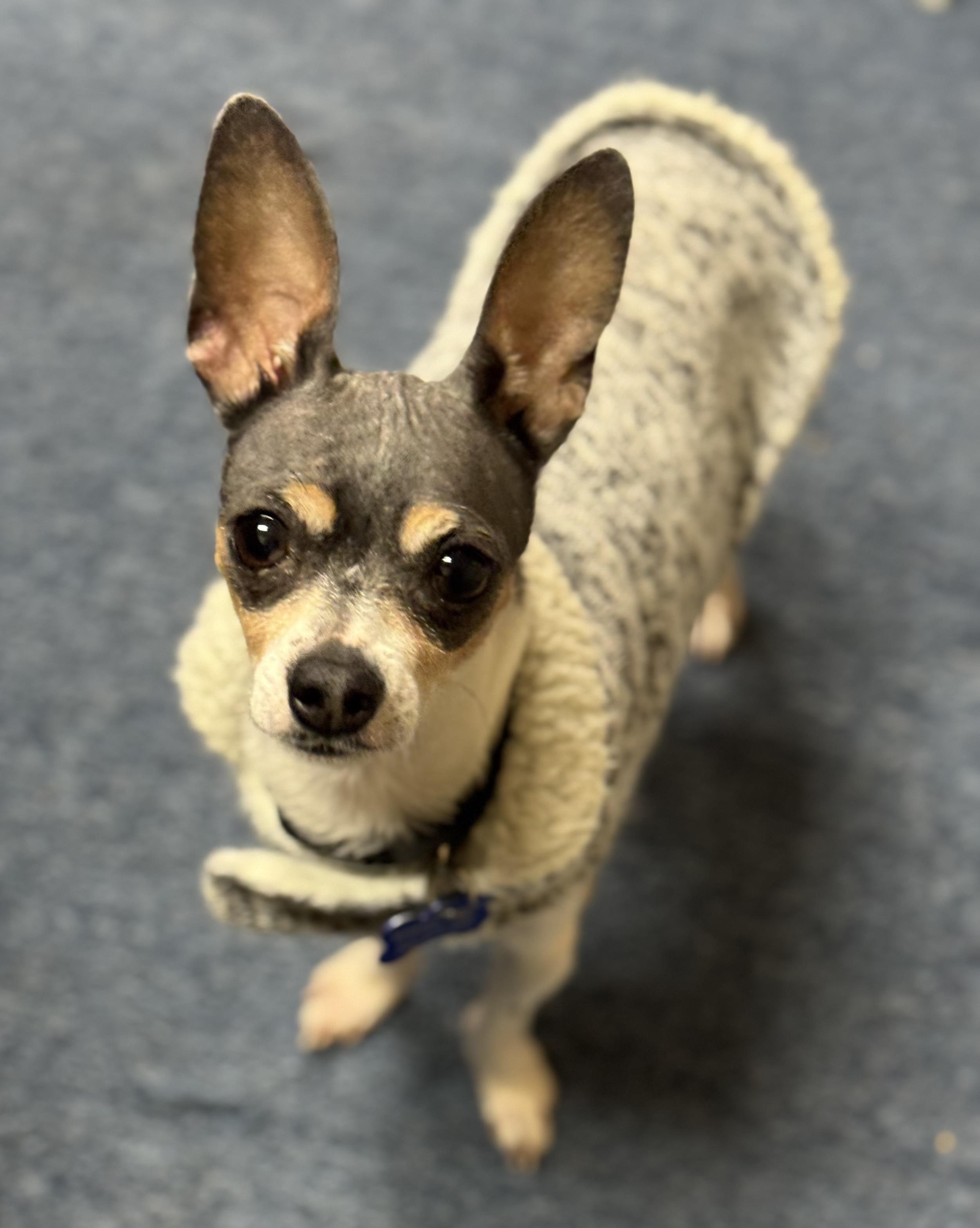 Huckleberry thumbnail 5