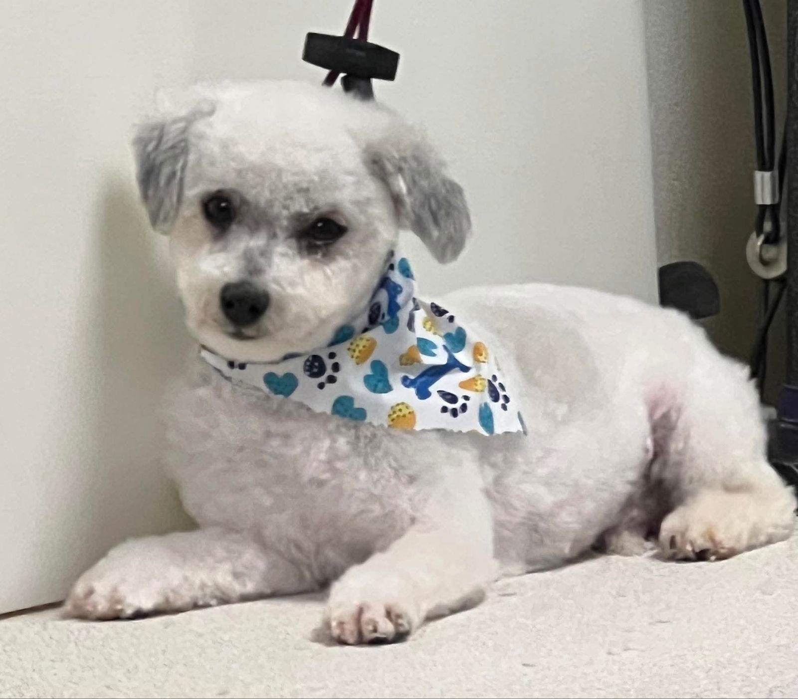 Oliver, Adoptable, Adult Male Poodle.