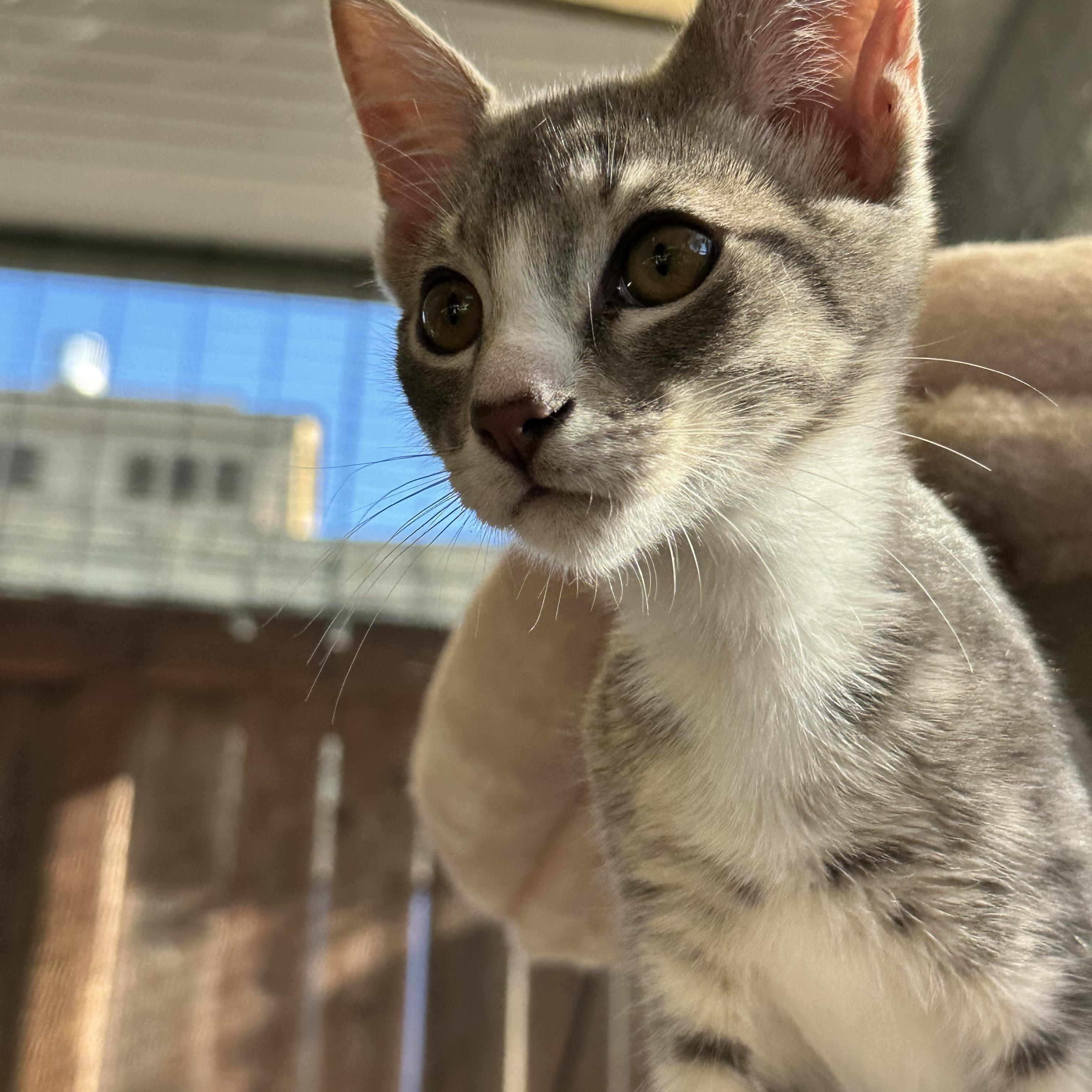 Enlarge Peanut (from the coffee litter), a Adoptable Tabby in Sacramento, CA image 3/6