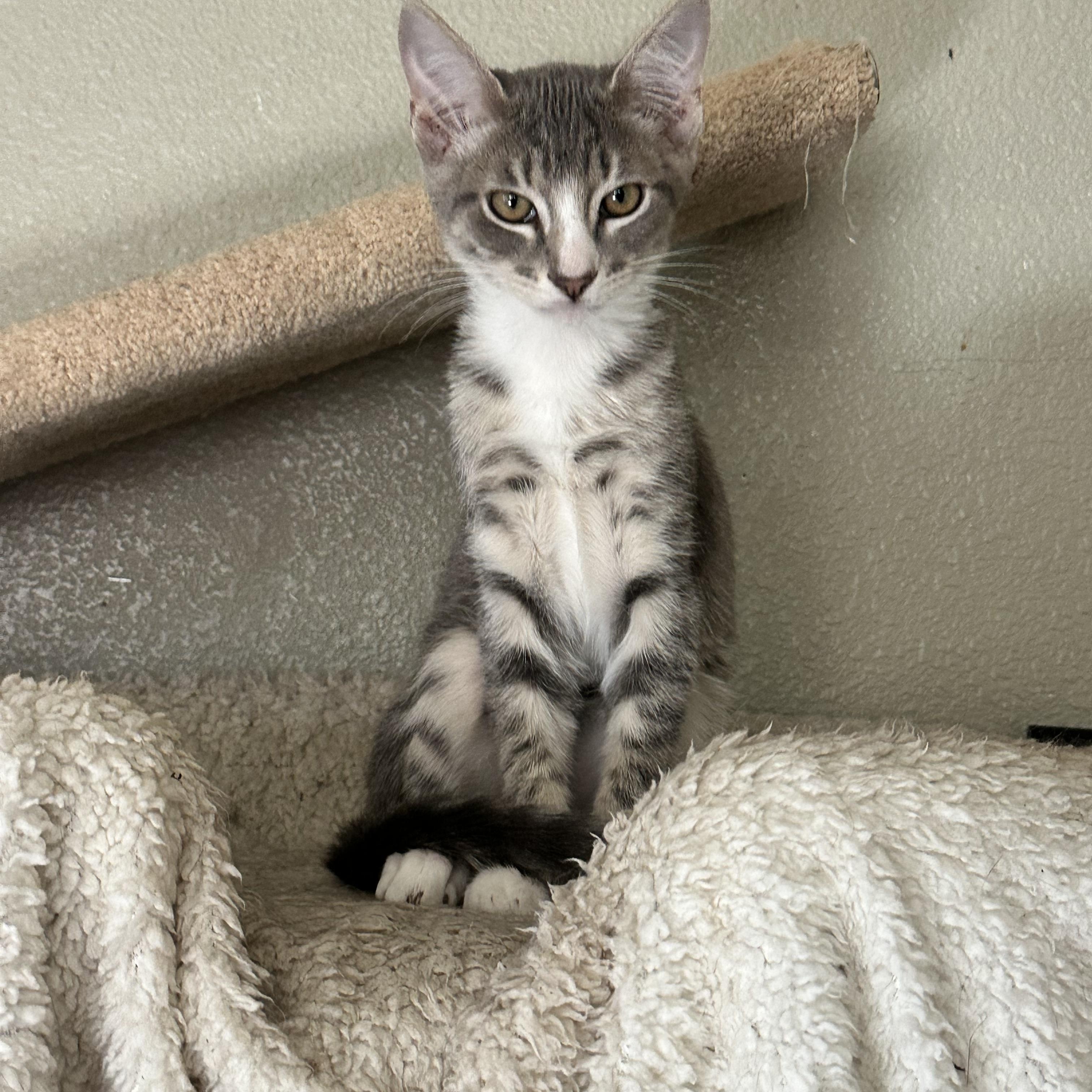Peanut (from the coffee litter), Adoptable, Kitten Male Tabby.
