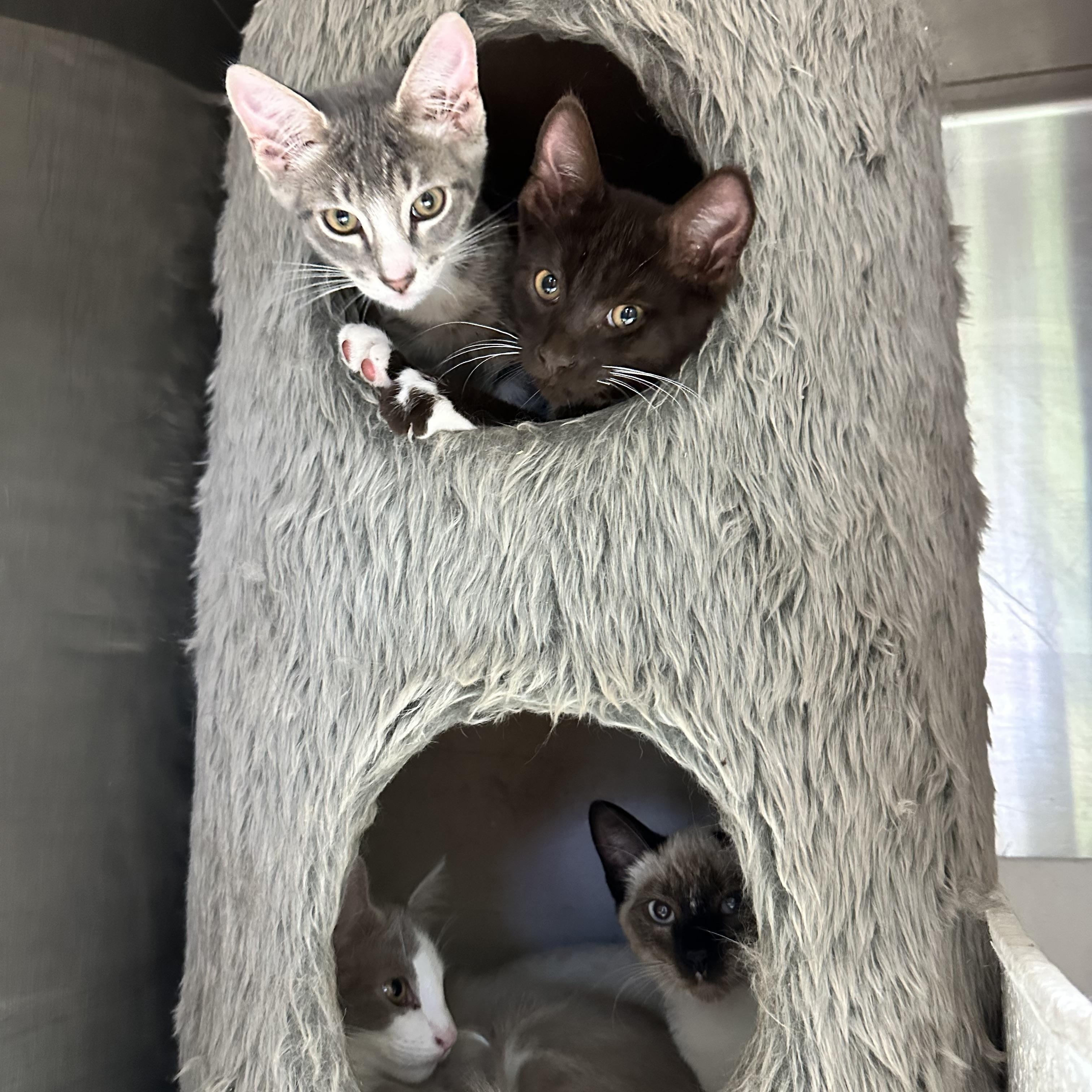 Enlarge Peanut (from the coffee litter), a Adoptable Tabby in Sacramento, CA image 6/6