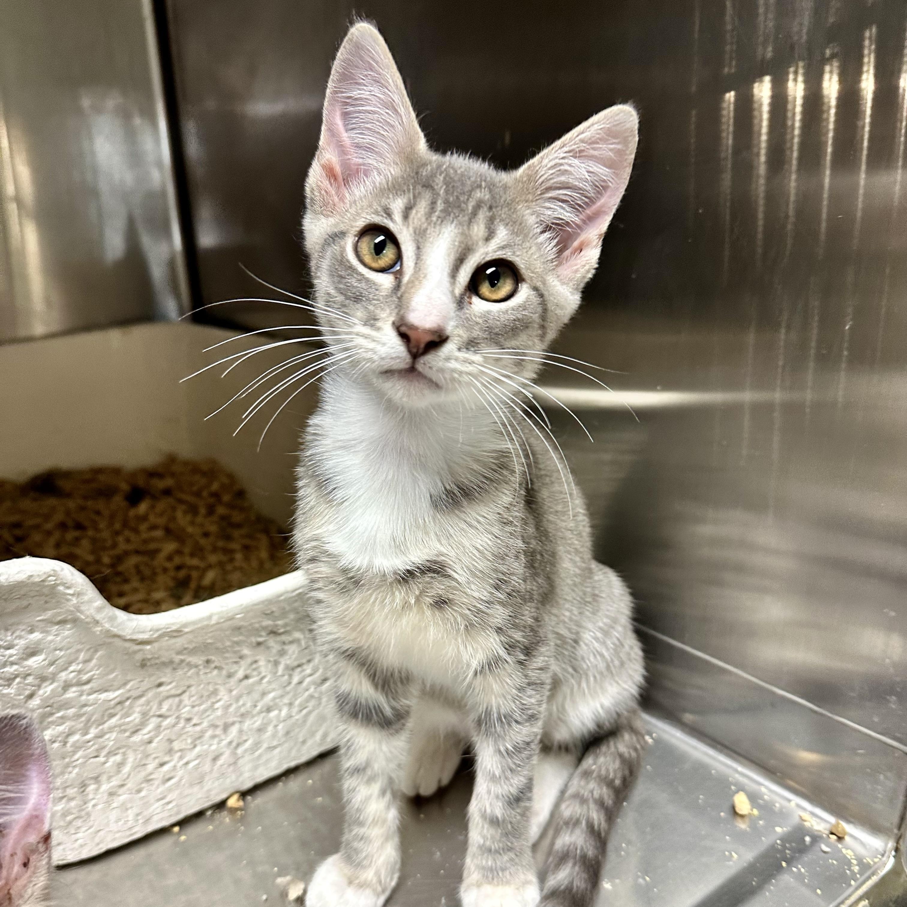 Enlarge Peanut (from the coffee litter), a Adoptable Tabby in Sacramento, CA image 5/6