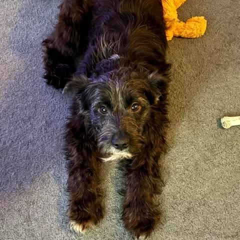 Fiona, Adoptable, Young Female Terrier & Mixed Breed.