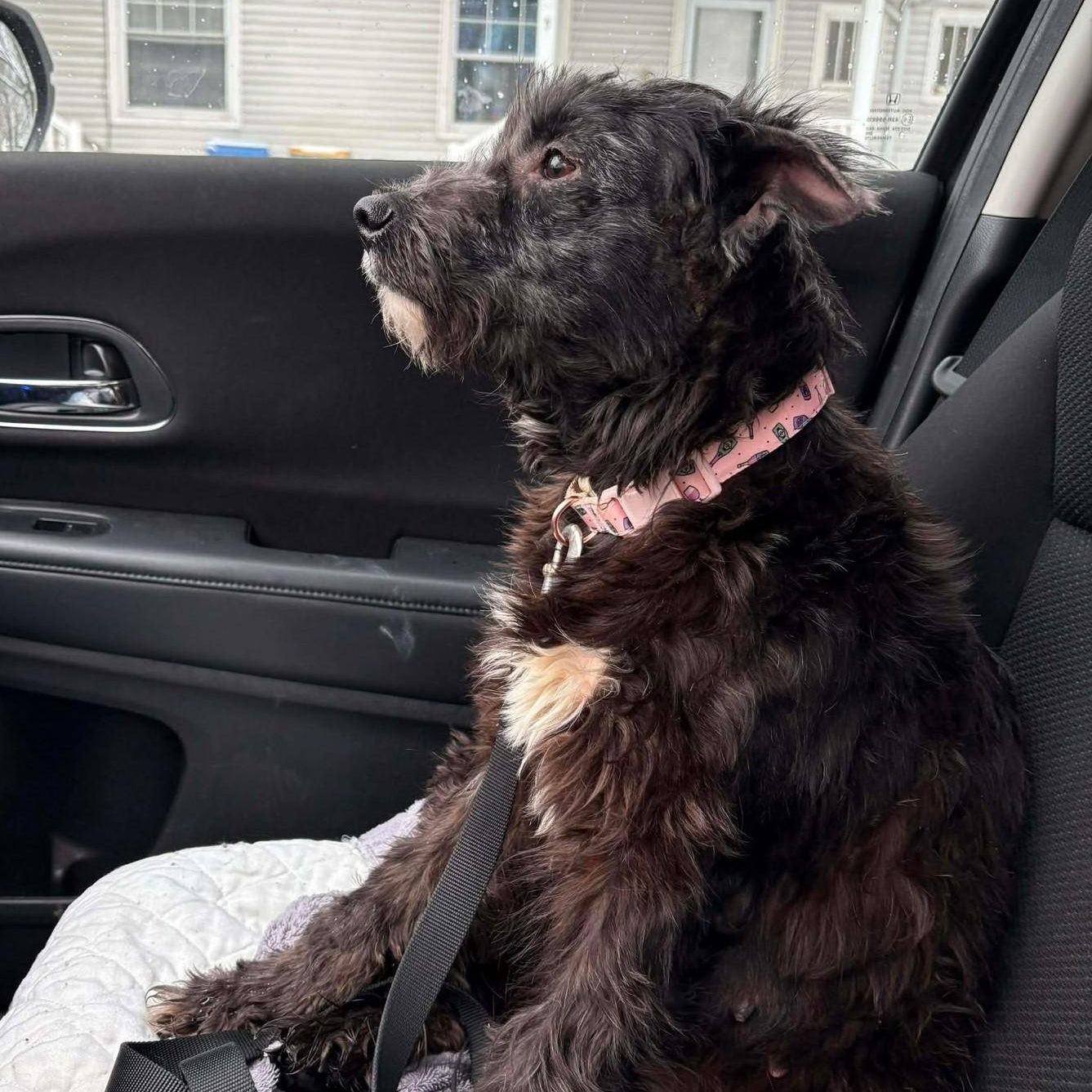 Enlarge Fiona, a Adoptable mixed breed in Rochester, NY image 3/5