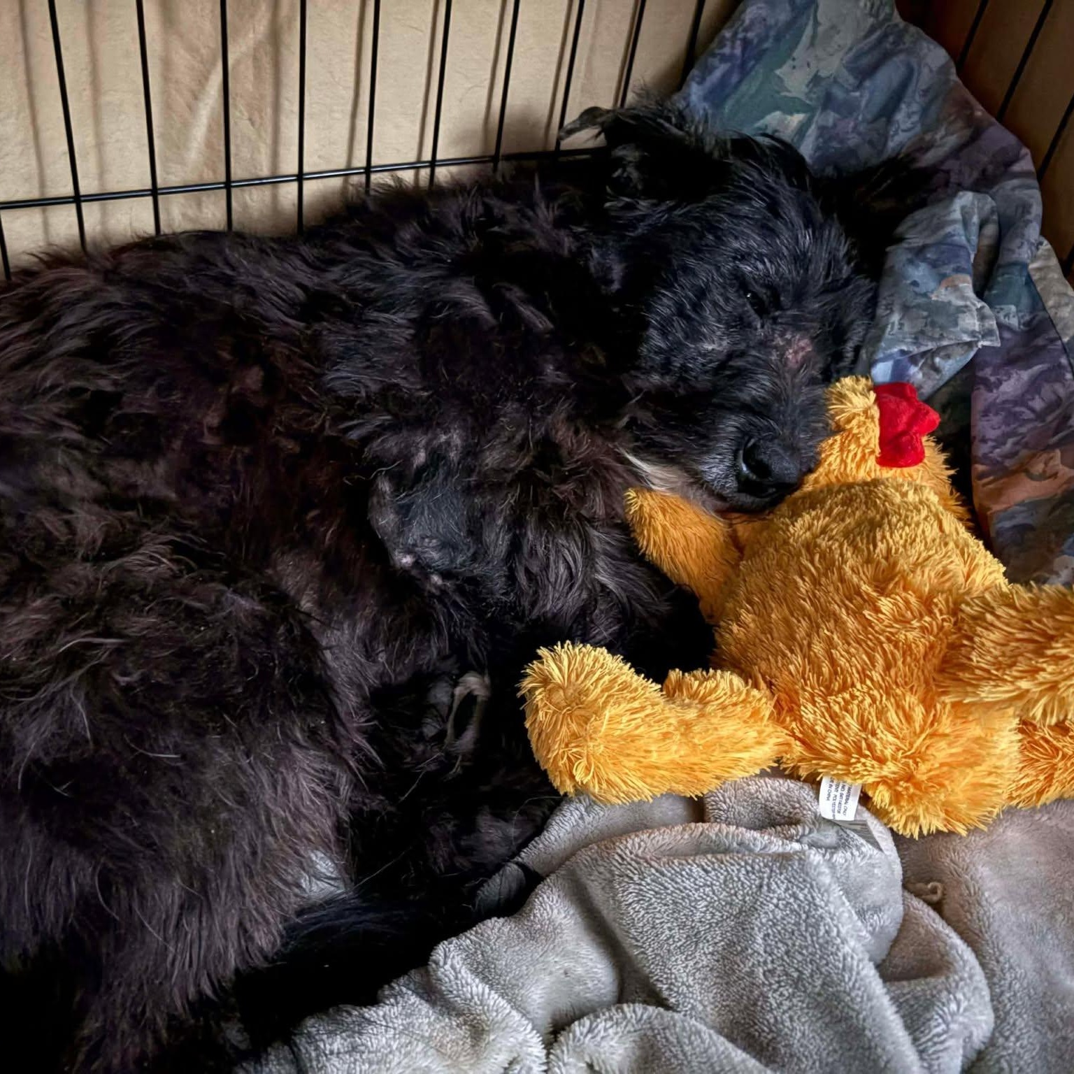 Enlarge Fiona, a Adoptable mixed breed in Rochester, NY image 2/5