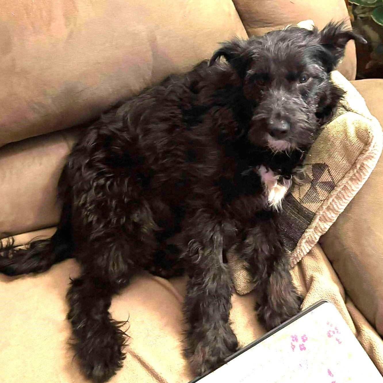 Enlarge Fiona, a Adoptable mixed breed in Rochester, NY image 4/5