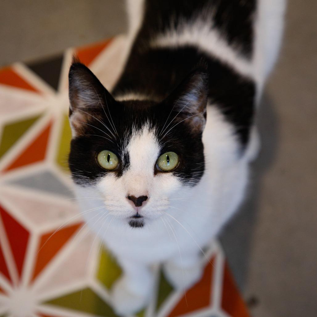 Enlarge Mitzy (Kitty), a Adoptable mixed breed in Clearwater, FL image 1/6