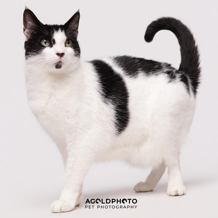 Mitzy (Kitty), a Adoptable mixed breed in Clearwater, FL image 2/6