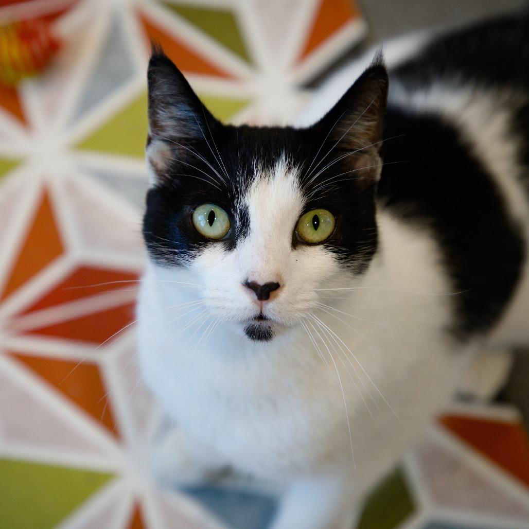 Enlarge Mitzy (Kitty), a Adoptable mixed breed in Clearwater, FL image 2/6
