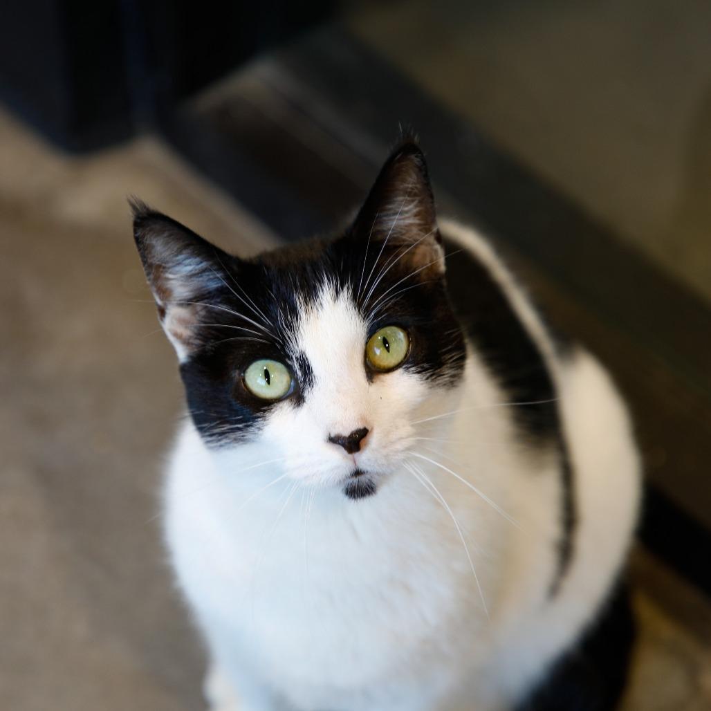 Enlarge Mitzy (Kitty), a Adoptable mixed breed in Clearwater, FL image 3/6