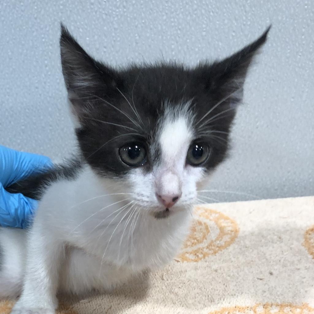 Enlarge Mitzy (Kitty), a Adoptable mixed breed in Clearwater, FL image 4/6