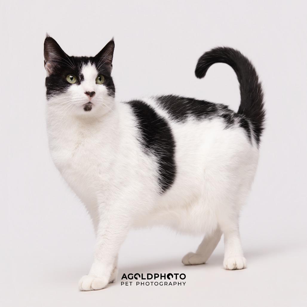 Enlarge Mitzy (Kitty), a Adoptable mixed breed in Clearwater, FL image 5/6