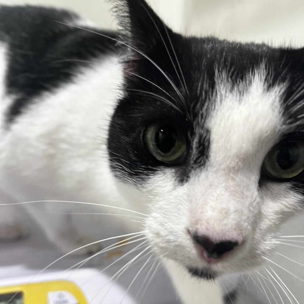 Enlarge Mitzy (Kitty), a Adoptable mixed breed in Clearwater, FL image 6/6