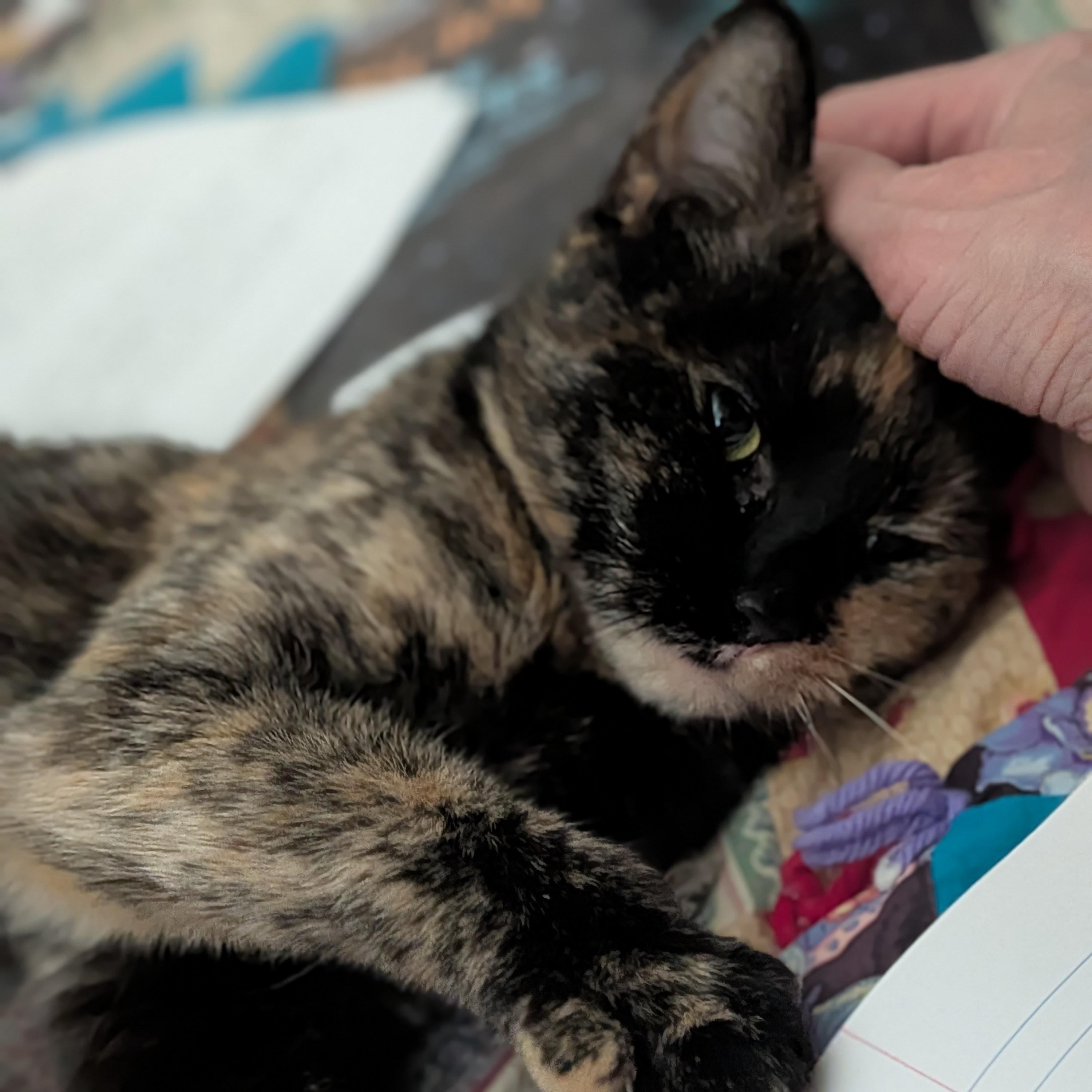 Lucy, an adopted mixed breed in Hyattsville, MD image 2/6