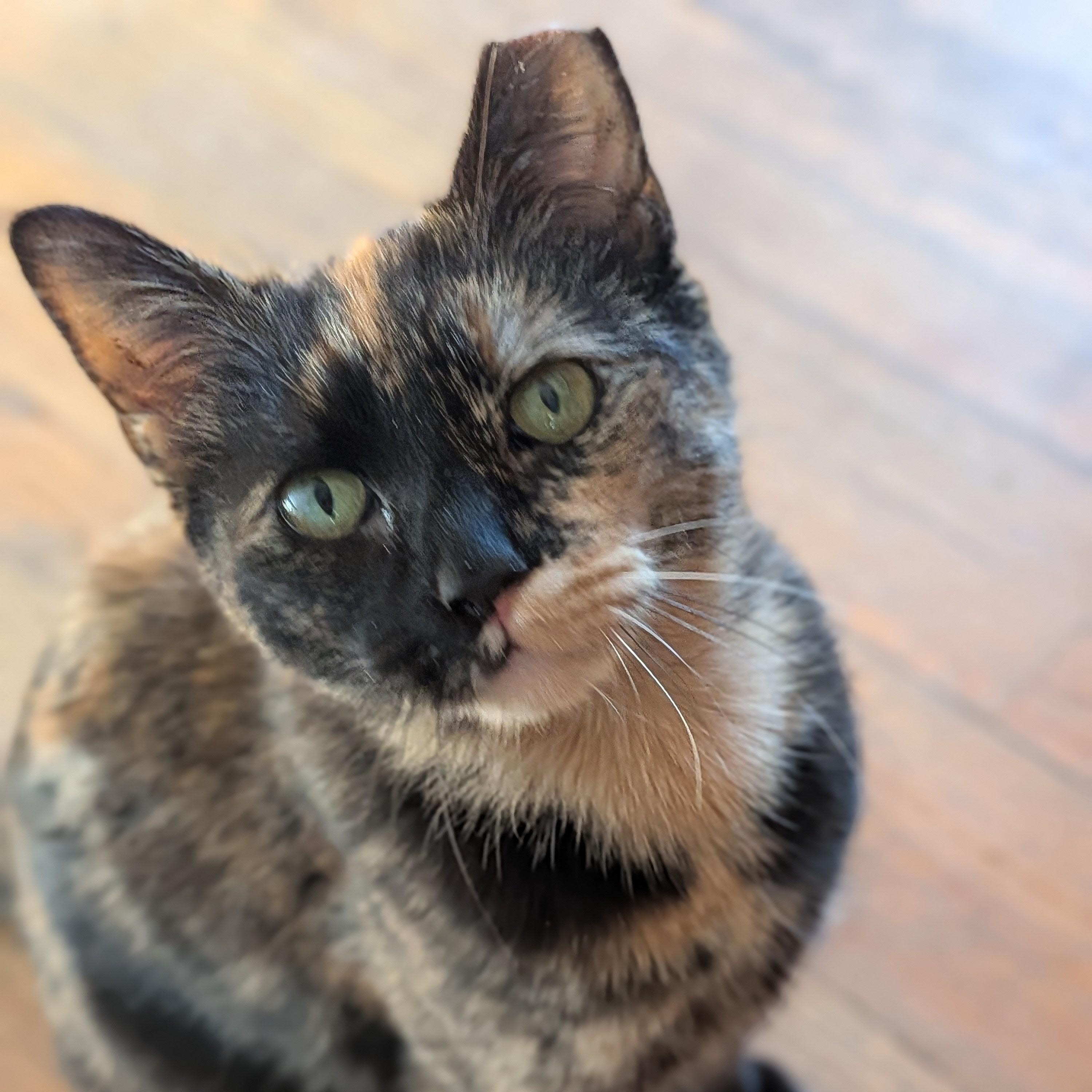 Lucy, adopted, Young Female Tortoiseshell & Dilute Tortoiseshell.