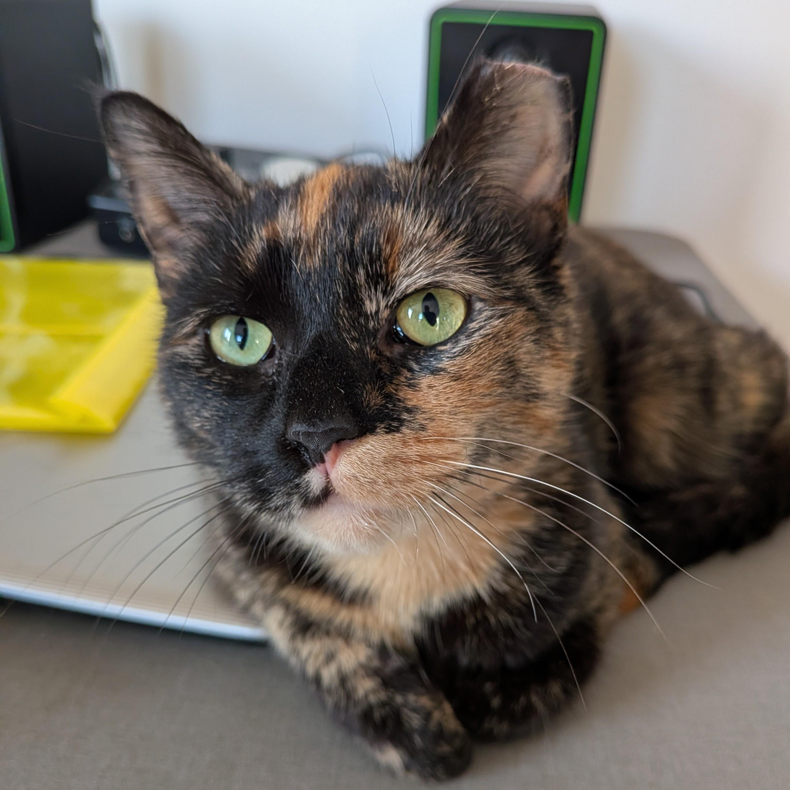 Lucy, an adopted mixed breed in Hyattsville, MD image 3/6