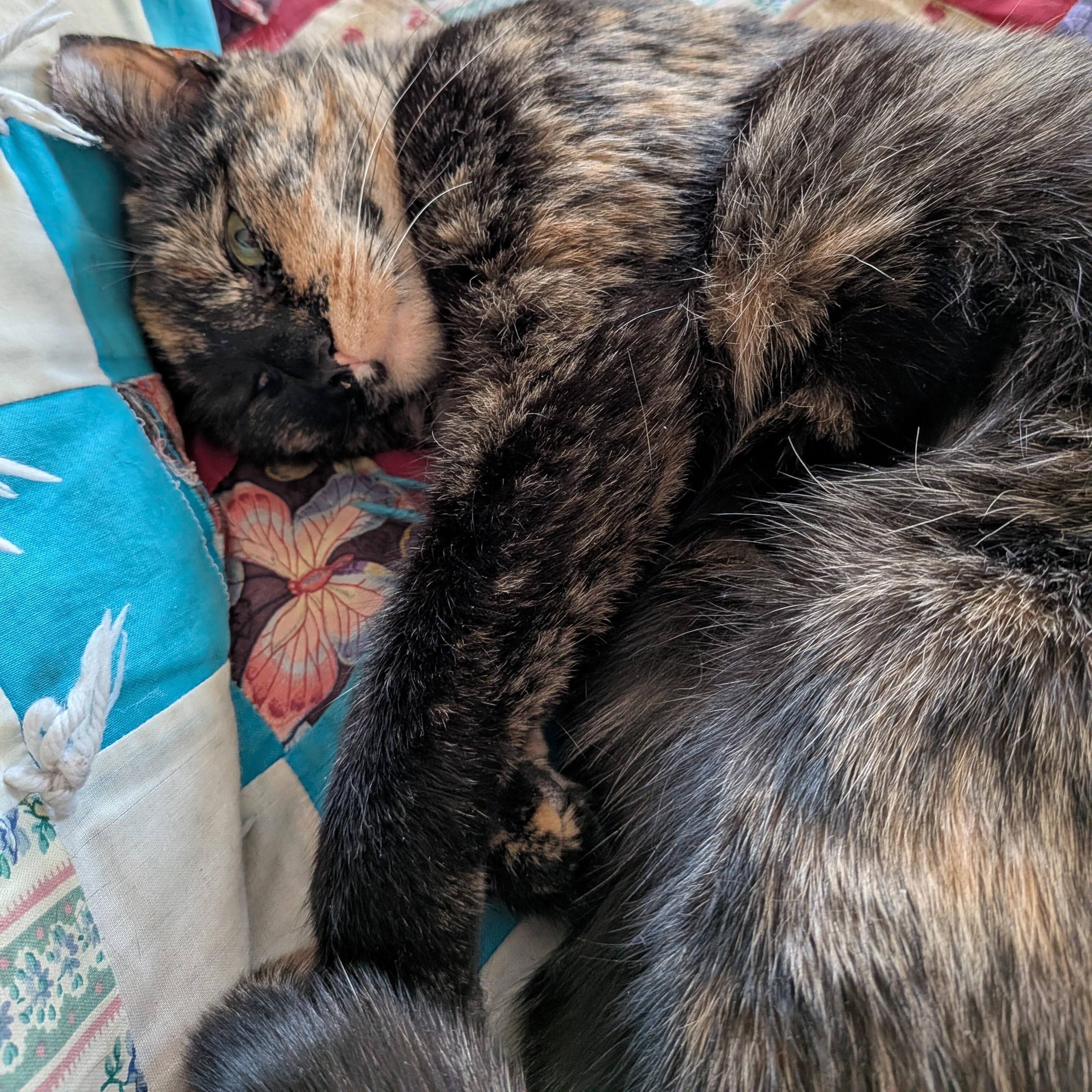 Lucy, an adopted mixed breed in Hyattsville, MD image 4/6